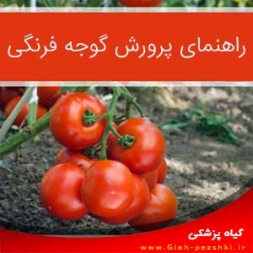 راهنمای کامل کاشت و پرورش گوجه فرنگی راهنمای کامل کاشت و پرورش گوجه فرنگی