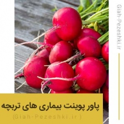 فایل پاورپوینت تحقیق آماده بیماری های مهم تربچه فایل پاورپوینت تحقیق آماده بیماری های مهم تربچه