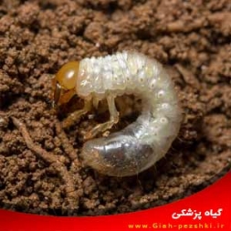 راهنمای شناسایی و کنترل کرم سفید ریشه Polyphylla olivieri راهنمای شناسایی و کنترل کرم سفید ریشه Polyphylla olivieri