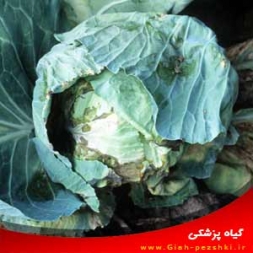 شناسایی و کنترل بیماری باکتریایی پوسیدگی سیاه کلم شناسایی و کنترل بیماری باکتریایی پوسیدگی سیاه کلم