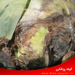 شناسایی و کنترل بیماری خاکزاد پوسیدگی نرم کلم شناسایی و کنترل بیماری خاکزاد پوسیدگی نرم کلم