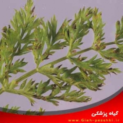 شناسایی و کنترل بیماری سوختگی برگ هویج شناسایی و کنترل بیماری سوختگی برگ هویج