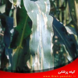 شناسایی و کنترل بیماری سوختگی (بلایت) برگ ذرت شناسایی و کنترل بیماری سوختگی (بلایت) برگ ذرت