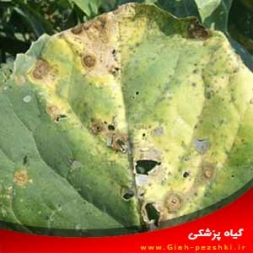 شناسایی و کنترل بیماری لکه آلترناریایی کلم شناسایی و کنترل بیماری لکه آلترناریایی کلم