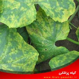 شناسایی و کنترل بیماری موزاییک خیار شناسایی و کنترل بیماری موزاییک خیار