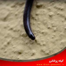 راهنمای شناسایی و کنترل هزارپا در خانه راهنمای شناسایی و کنترل هزارپا در خانه