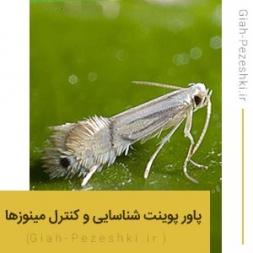 پاورپوینت آماده بررسی زیست شناسی، خسارت و کنترل مینوزها پاورپوینت آماده بررسی زیست شناسی، خسارت و کنترل مینوزها