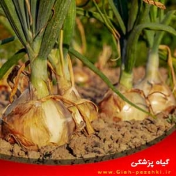 راهنمای کامل نیاز های ضروری کاشت و پرورش پیاز راهنمای کامل نیاز های ضروری کاشت و پرورش پیاز