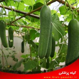 راهنمای کامل کاشت و پرورش و تغذیه گیاه خیار راهنمای کامل کاشت و پرورش و تغذیه گیاه خیار