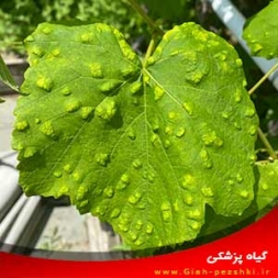 شناسایی و کنترل آفت انگور ، کنه نمدی مو شناسایی و کنترل آفت انگور ، کنه نمدی مو