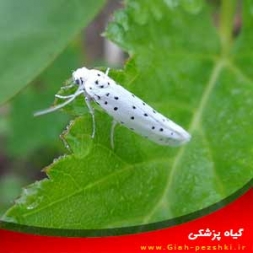 شناسایی و کنترل آفت لیسه سیب (Apple ermine) شناسایی و کنترل آفت لیسه سیب (Apple ermine)
