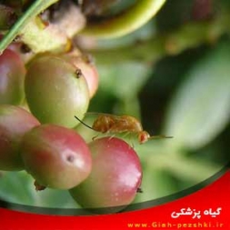 شناسایی و کنترل زنبور سیاه مغزخوار پسته و زنبور طلایی مغزخوار پسته شناسایی و کنترل زنبور سیاه مغزخوار پسته و زنبور طلایی مغزخوار پسته