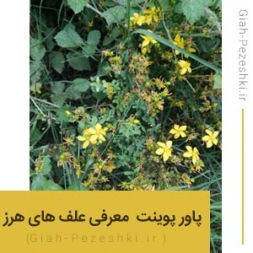 پاورپوینت آماده شناسایی و معرفی ۵۰ گونه علف های هرز ایران پاورپوینت آماده شناسایی و معرفی ۵۰ گونه علف های هرز ایران