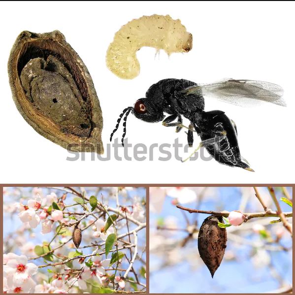 شناسایی و کنترل زنبور سیاه مغزخوار پسته