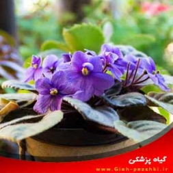 نگهداری و مراقبت از گیاه آپارتمانی بنفشه آفریقایی نگهداری و مراقبت از گیاه آپارتمانی بنفشه آفریقایی