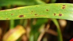 نحوه خسارت بیماری لکه برگی جو (Barely leaf Spot) نحوه خسارت بیماری لکه برگی جو (Barely leaf Spot)