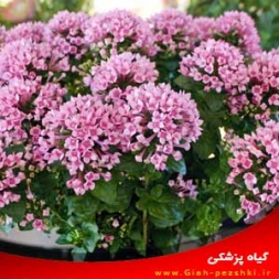نگهداری و مراقبت از گیاه آپارتمانی بوواردیا (Trompetilla) نگهداری و مراقبت از گیاه آپارتمانی بوواردیا (Trompetilla)