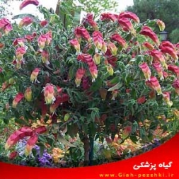 راهنمای مراقبت و نگهداری از گل آپاراتمانی ناوک (بلپرون) راهنمای مراقبت و نگهداری از گل آپاراتمانی ناوک (بلپرون)