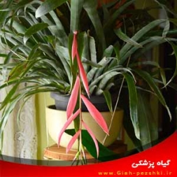 نگهداری و مراقبت از گیاه آپارتمانی بیلبرجیا (اشک ملکه) نگهداری و مراقبت از گیاه آپارتمانی بیلبرجیا (اشک ملکه)