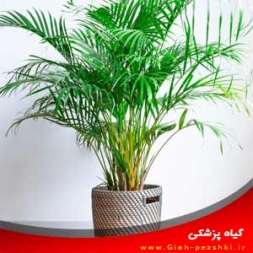 راهنمای نگهداری و مراقبت از گیاه آپارتمانی نخل اریکا ( Areca palm ) راهنمای نگهداری و مراقبت از گیاه آپارتمانی نخل اریکا ( Areca palm )