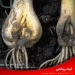 شناسایی و کنترل مگس جوانه پیاز و سیر (کرم سیر) https://giah-pezeshki.ir/%d8%b4%d9%86%d8%a7%d8%b3%d8%a7%db%8c%db%8c-%d9%88-%da%a9%d9%86%d8%aa%d8%b1%d9%84-%d9%85%da%af%d8%b3-%d8%ac%d9%88%d8%a7%d9%86%d9%87-%d9%be%db%8c%d8%a7%d8%b2-%d9%88-%d8%b3%db%8c%d8%b1-%da%a9%d8%b1/
