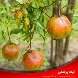 شناسایی جامع و کنترل آفات، بیماری ها و خسارت های درخت انار شناسایی جامع و کنترل آفات، بیماری ها و خسارت های درخت انار