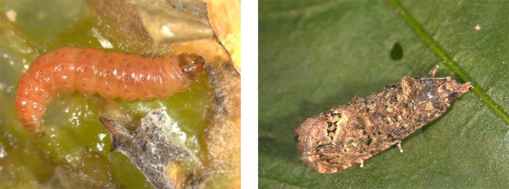 آفت شاپرک سیب کاذب در انار False Codling Moth