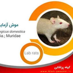 گزارش کار آماده و ارائه ی درس نرم تنان و مهره داران زیان آور گزارش کار آماده و ارائه ی درس نرم تنان و مهره داران زیان آور