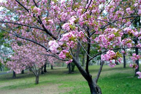 آیا امکان سمپاشی در دوران گلدهی درختان وجود دارد؟