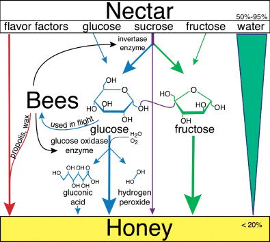 بررسی موضوع : آیا افراد دیابتی می توانند عسل مصرف کنند ؟