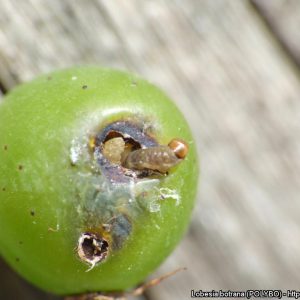 فرومون پروانه خوشه خوار انگور – طبیعت دوست نیکان