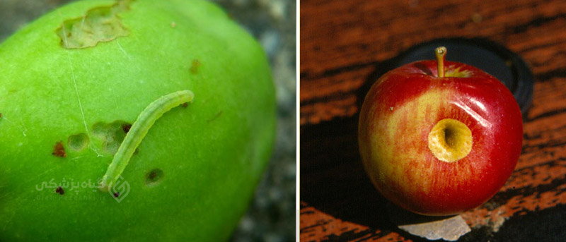 خسارت کرم سبز میوه به سیب