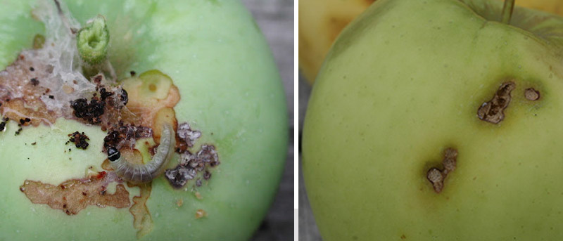 خسارت گونه ی دیگری از کرم برگ خوار نواری (Oblique-banded Leafroller) روی میوه سیب