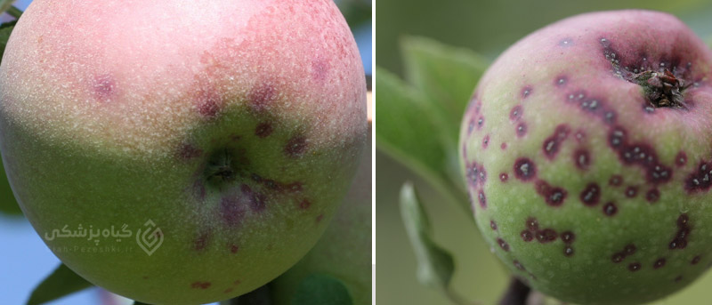 علائم خسارت شپشک سان ژوزه بروی سیب ، به و گلابی