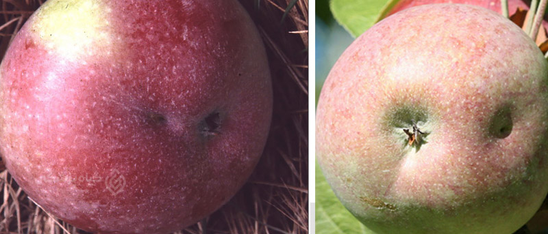 علائم خسارت ناشی از سن گیاه خوار در سیب
