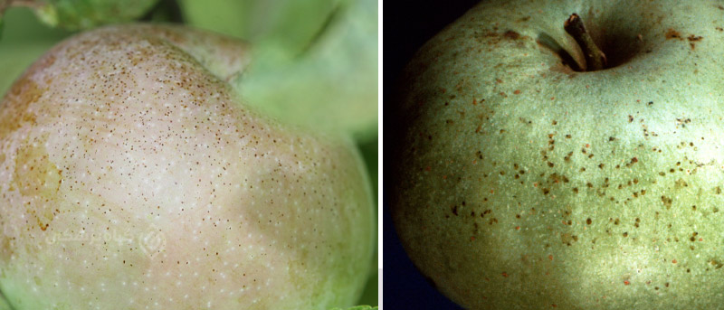 خسارت زنجره سیب ( Typhlocube pomaria)